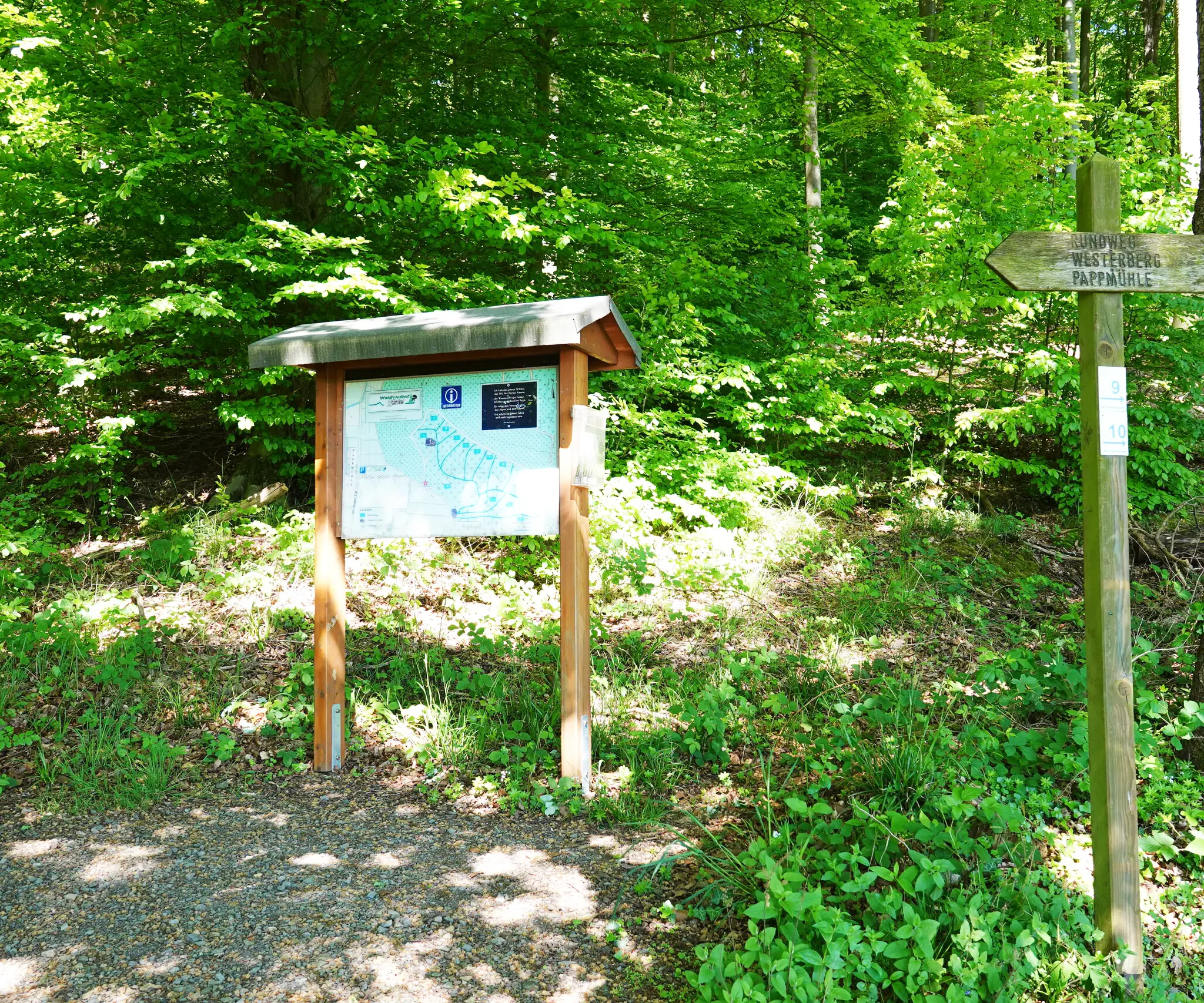 Baumbestattung im Waldfriedhof Süntel Baumbestattung im Waldfriedhof Süntel
